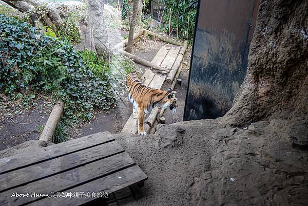 上野親子景點 上野動物園 動物都好近 孩子看得好開心 @About Hsuan美美媽咪親子美食旅遊