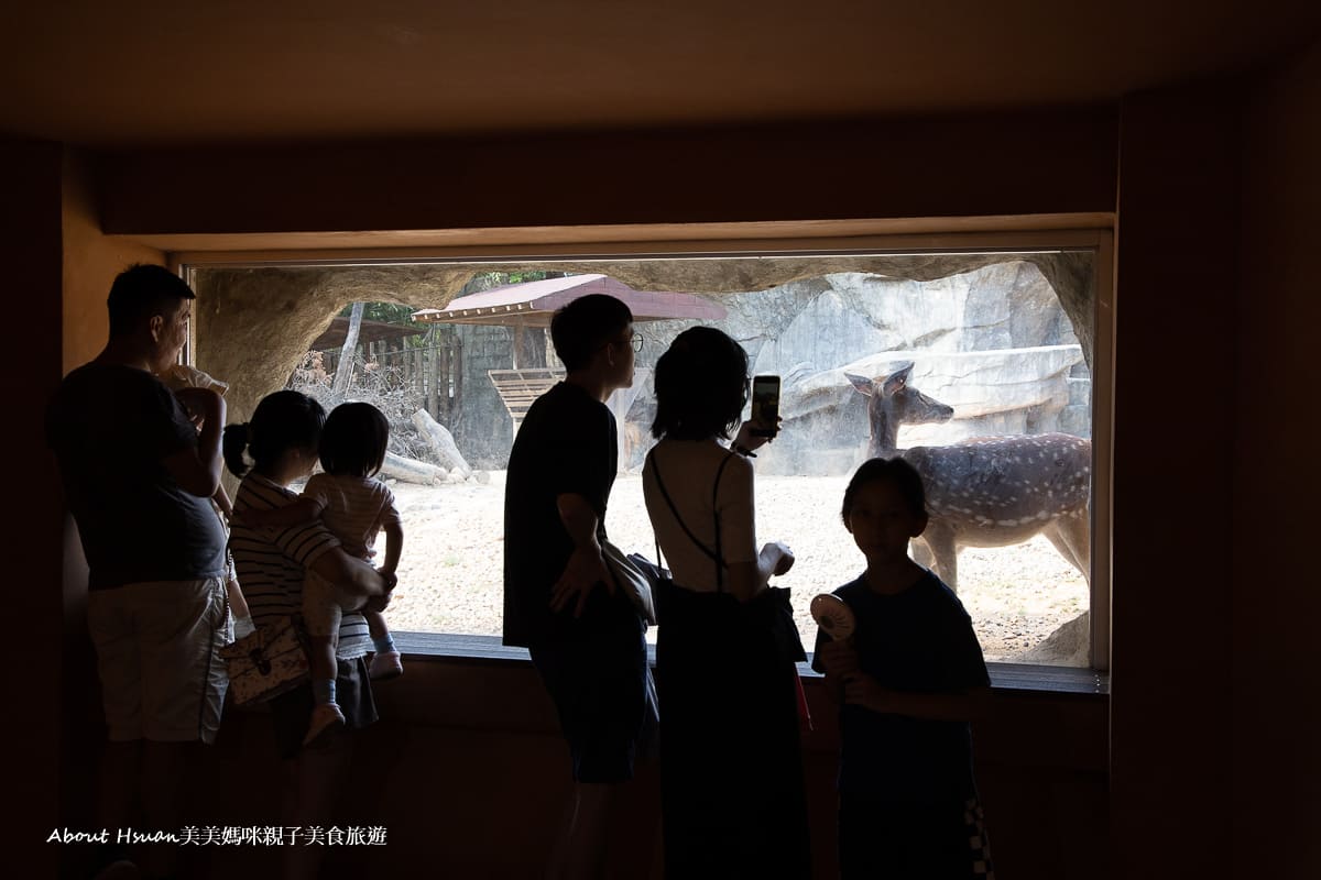 新竹市立動物園 小朋友$25 大人$50好好玩 近距離觀察動物更有感 @About Hsuan美美媽咪親子美食旅遊