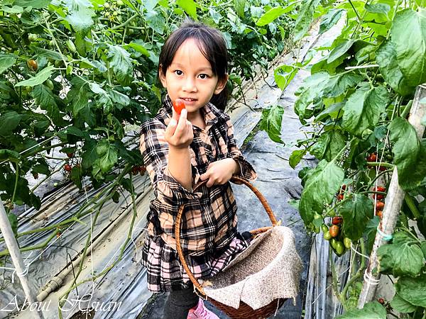 全家採果樂-竹北-威榮喝豆漿長大的蕃茄窩 @About Hsuan美美媽咪親子美食旅遊