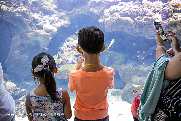 桃園青埔最新親子景點 XPARK水族館 2020/8/7正式開幕 8/8實際看過之後的評價分享 @About Hsuan美美媽咪親子美食旅遊